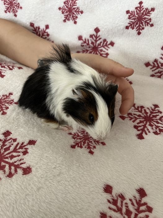 Oddam za darmo dwie seinki morskie samce