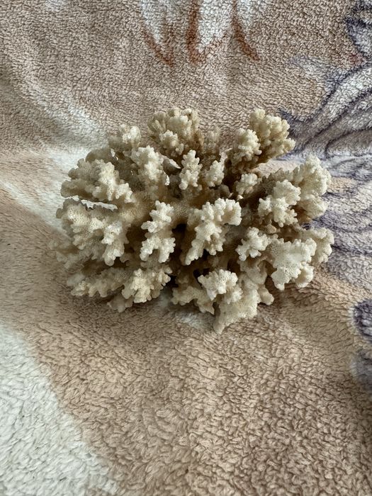 Коралл морской,настоящий