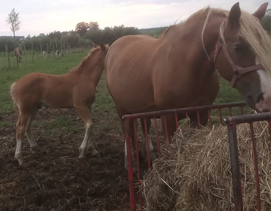 Konie klacze kobyły zimnokrwiste