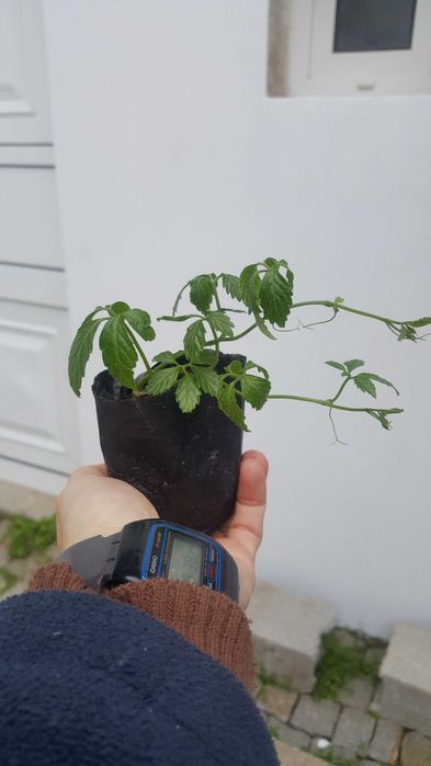 Plantas de Jiaogulan para venda