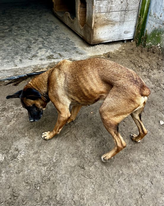 Puma w typie boksera szuka domu. Adoptuj!