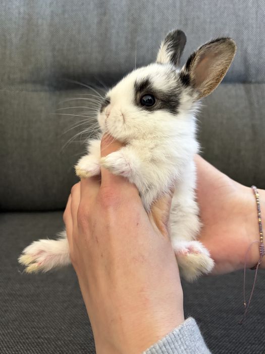 Królik miniaturka karzełek Teddy Mini Lop