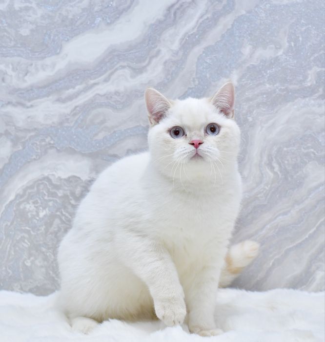 Шотландський мальчик
