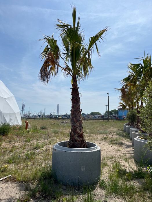 Palma Washingtonia Robusta 3,5m