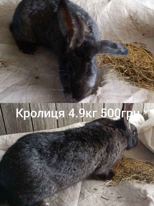 Продам кролиць  кролиць