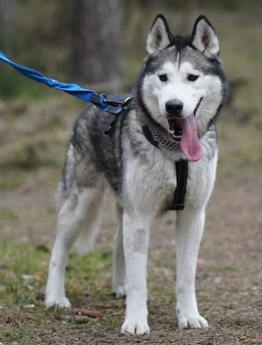 Charlie - husky malamut do adopcji!