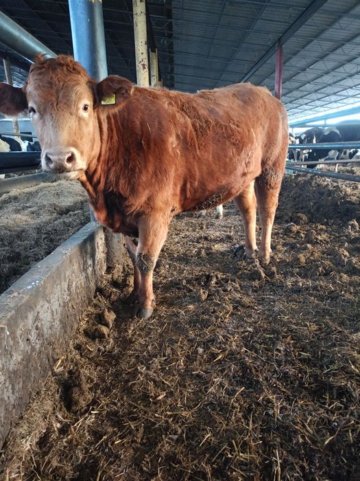 Jałówki limousine mięsne cielne
