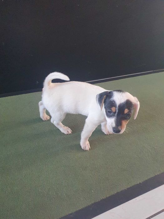 Venda de Jak Russell machinho