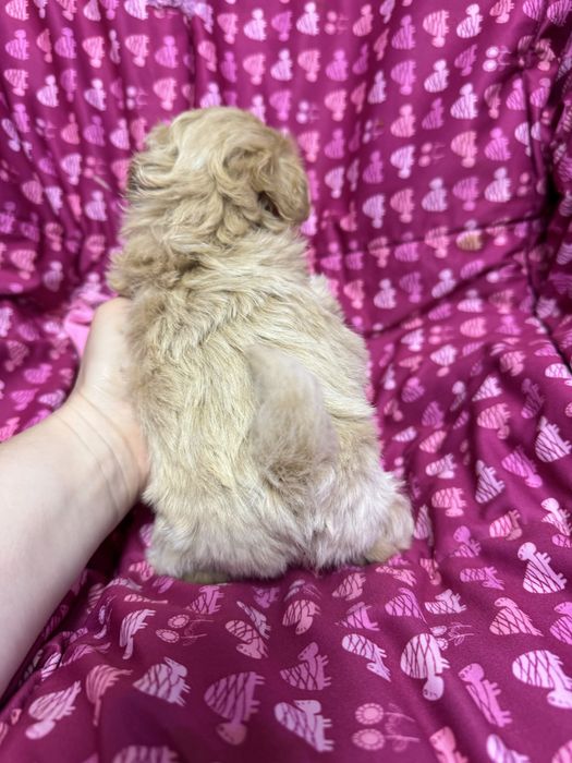 Рудий Хлопчик ф1 Мальтіпу Міні