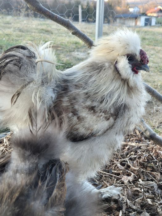 Jaja lęgowe silki  silka