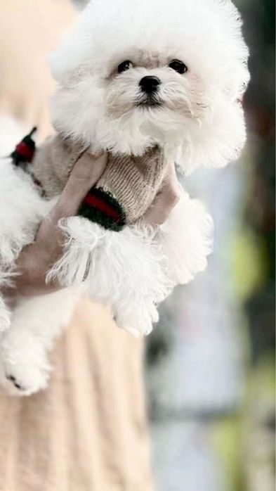 Бишон Фризе Мини Корея Тикап