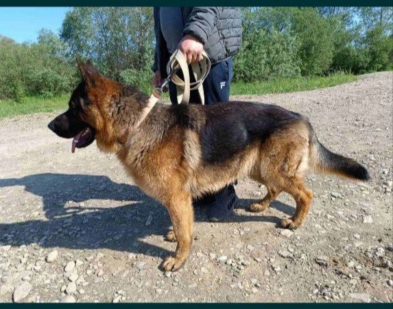 Цуценята німецької вівчарки