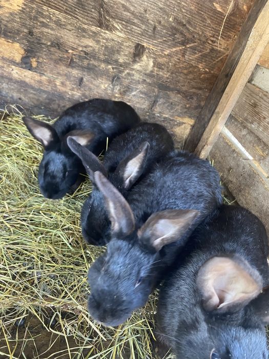 Продам   кролі