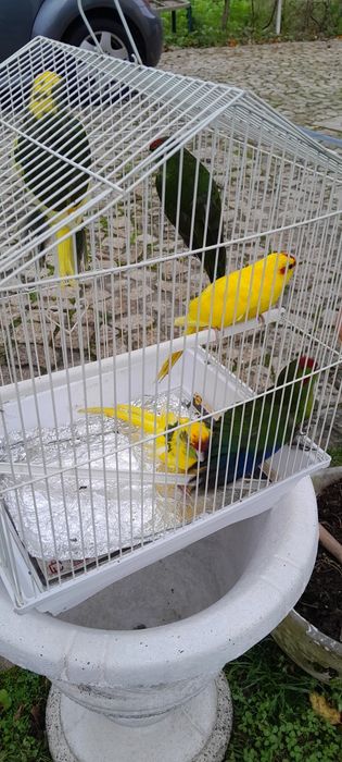 Kakarikis de bom porte