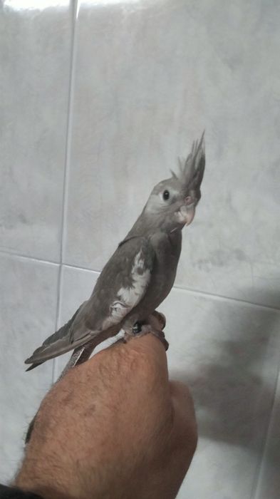 Agapornis e caturra  domésticados