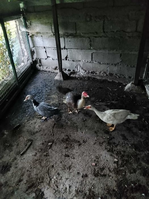 Patos mudos adultos