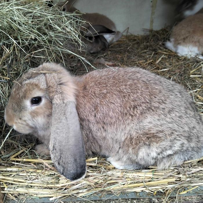 Króliki młode samce i samice