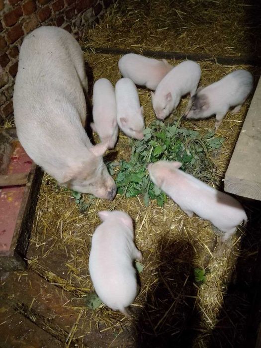 Продам Корейских Поросяток