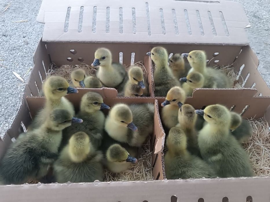 Pisklęta gęsi,kaczek,brojler,indyk,perlik