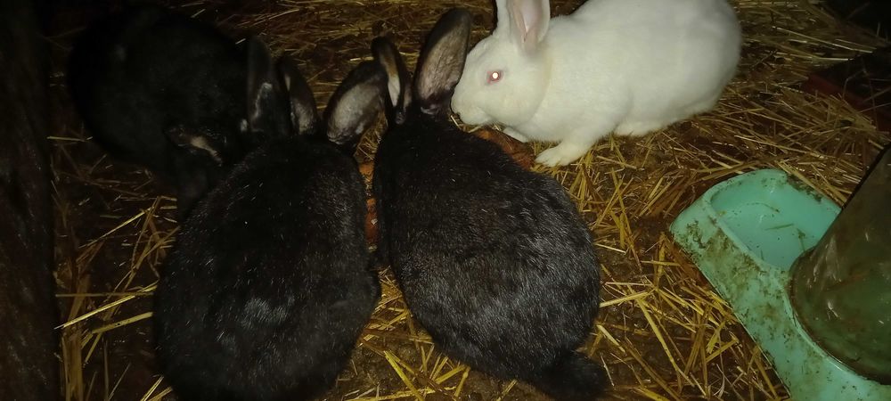 Vendem-se coelhos caseiros