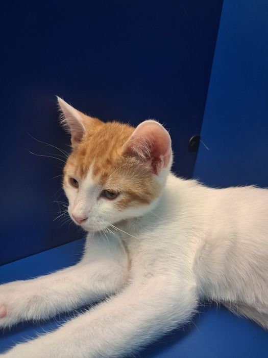 Отдам 3х месячного котенка