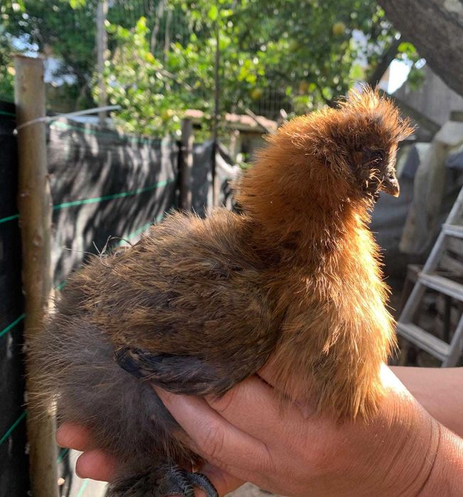 Sedosas do Japão pintos
