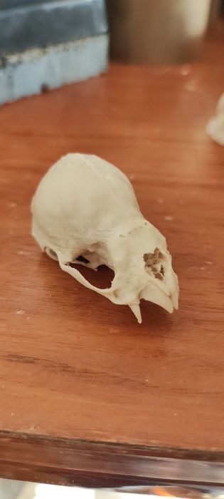 Model 3d wydruk czaszki nietoperza wampira