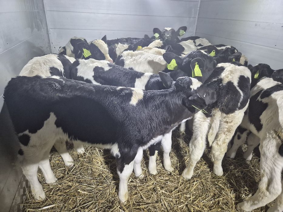 Byczki mięsne cielęta Klimontow