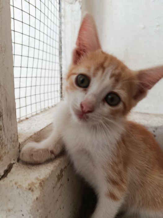 Gatinha bebé para adoção