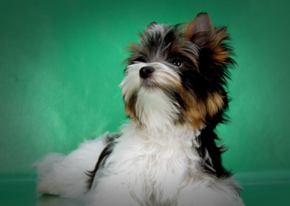 Цуценя бівер йорка. Хлопчик.