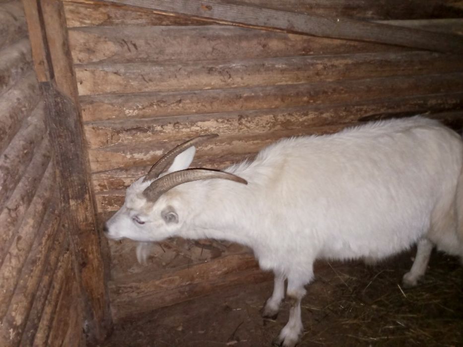 Продаю 3 козі молоді 1на дійна 2 ні можу продати по 1  1300 за 1