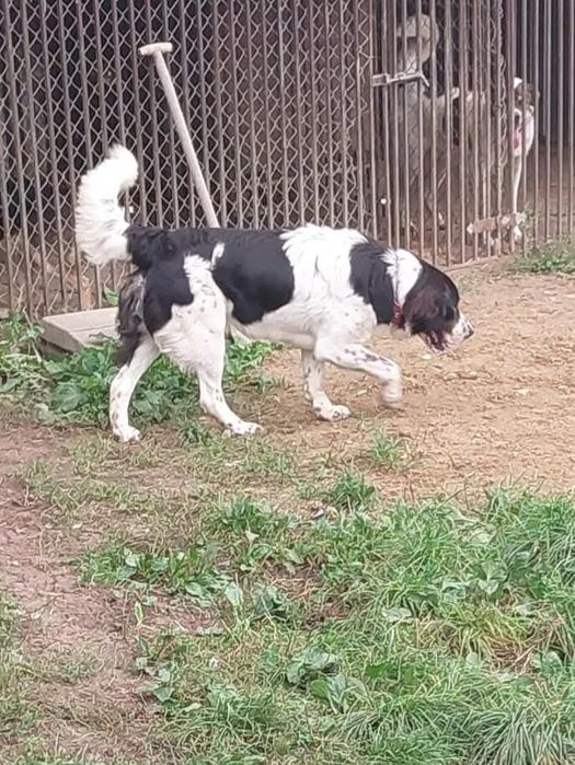 Miś w typie Leonbergera