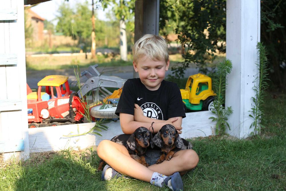 Jamnik blue-merle szczeniak
