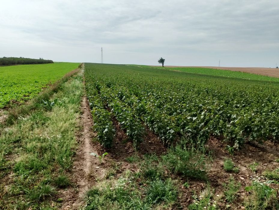 Sadzonki Porzeczka  czarna Agrest Biały czerwony
