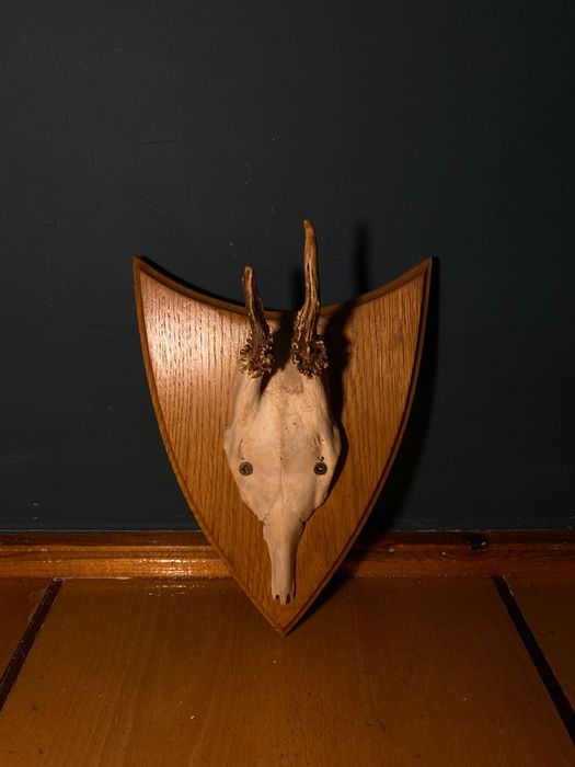 Zdobycz myśliwska, rogi