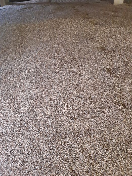 Pszenżyto odmiana Tadeus,Belkanto