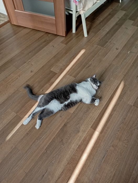 Віддам котика Яшеньку
