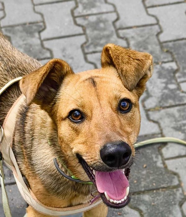 TOSIA  sunia 12 kg,  lubi umiarkowane spacerki i  spokojny tryb życia