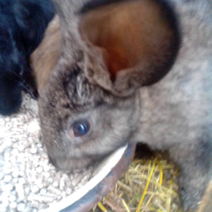 Кролики молодняк