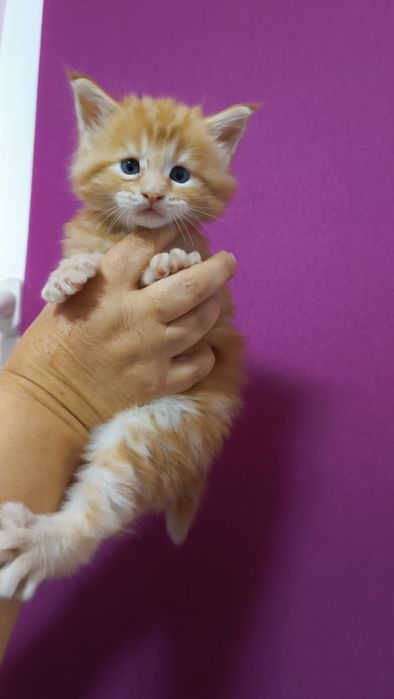Котята Мейн кун кошенята