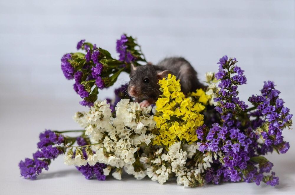 Кудрявые крысы рекс дамбо