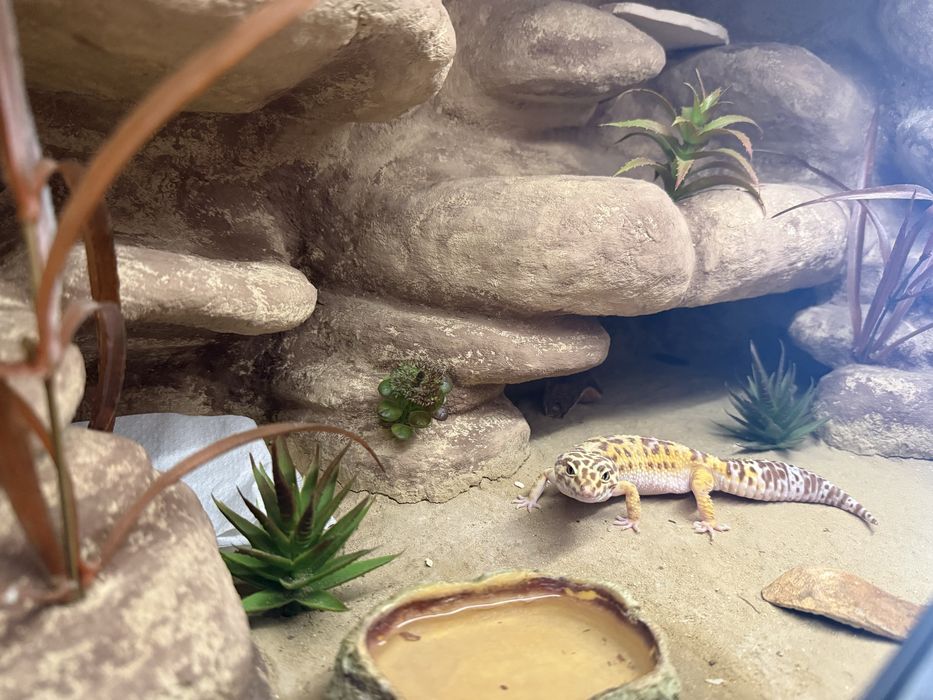 Gekon lamparci + terrarium