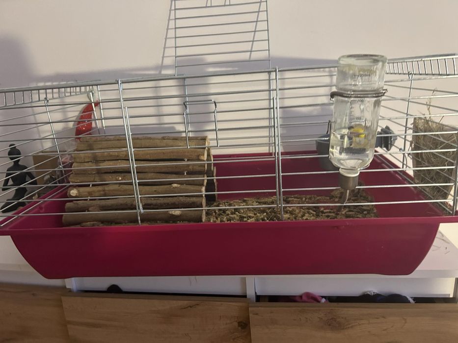 Sprzedam kròlika samica