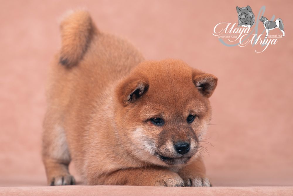 шиба іну / шиба ину / shiba inu