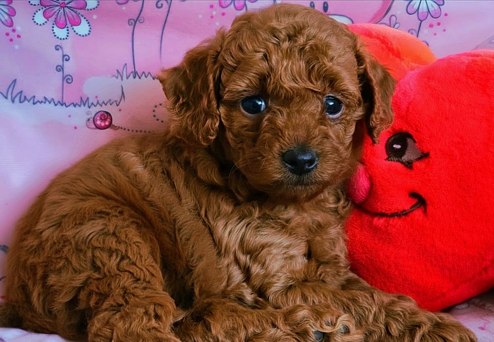Pudel miniaturowy red