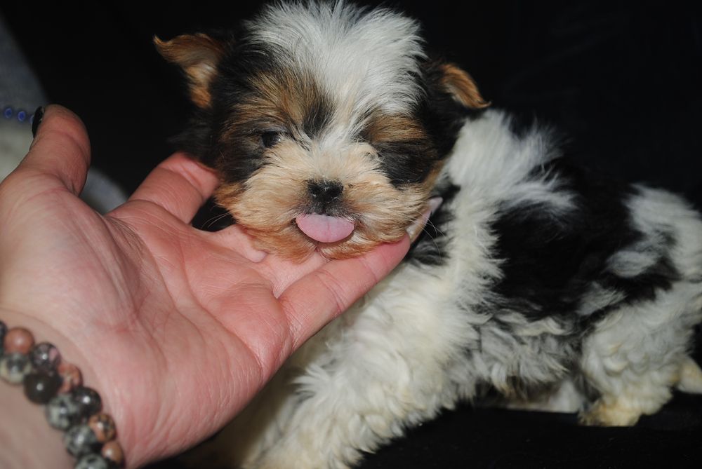 Суперовий міні хлопчик шукає люблячу родину міні