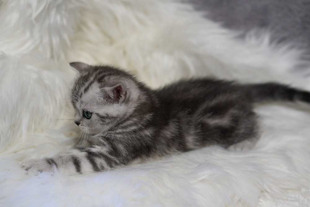 Шотландська прямовуха дівчинка Ягодка окрас Віскас