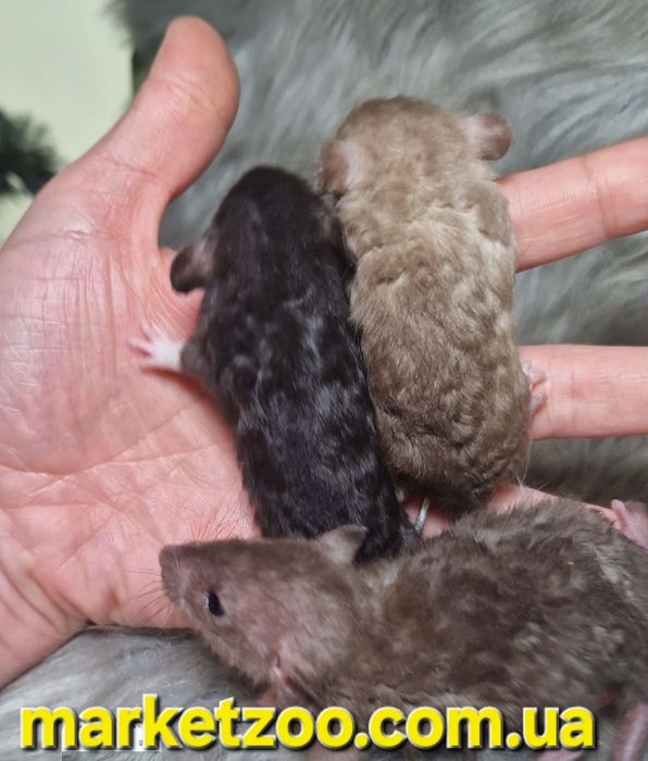 Щурики Дамбо гуртом,крыски,крысы,крыса,щур,Дамбо рекс,купити щура київ