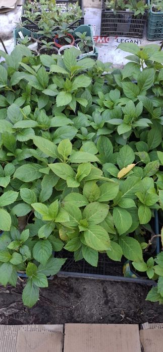 Продам сажанці гортензії