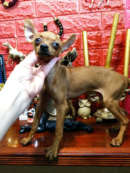 Яркая мини кроха с гарантией экстерьера! Питомник! Док.КСУ,чип,привита